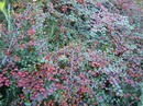 Cotoneaster horizontalis
